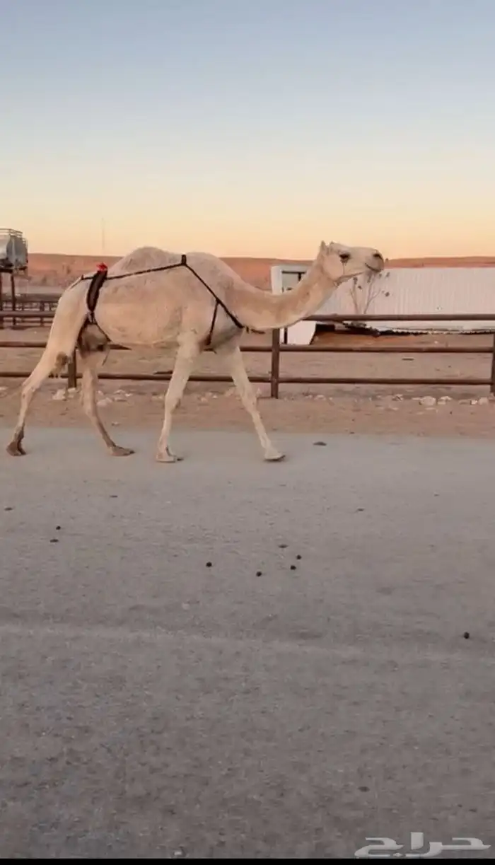 ملاقي وخلفه قريب من 5 أيام او اقل بسعر مناسب تصلح للقناي 2