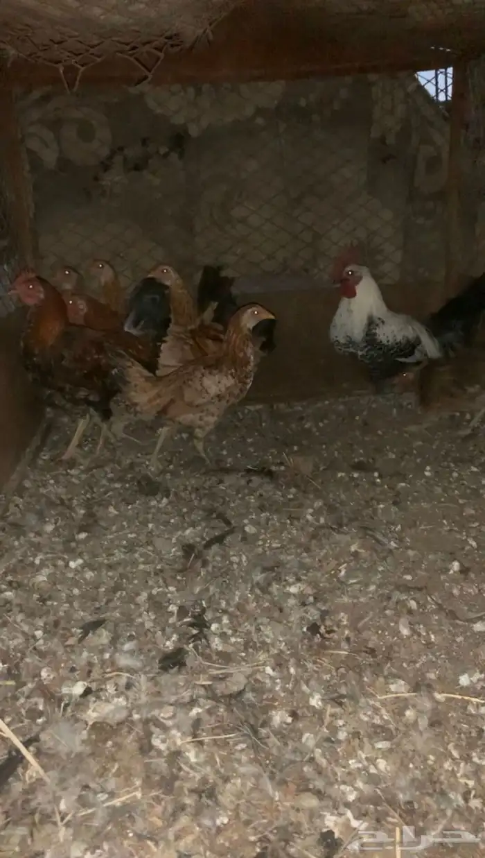 دجاجتين عليها فروخ 1