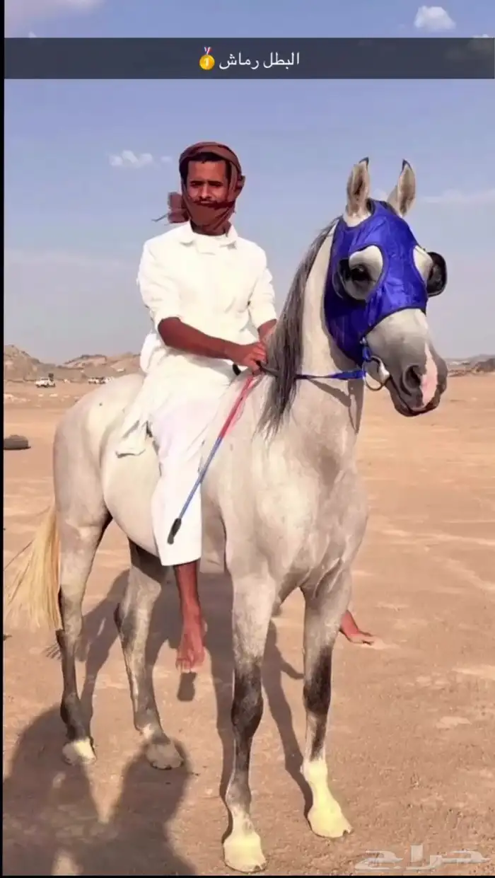 احصان شعبي شيخ 0