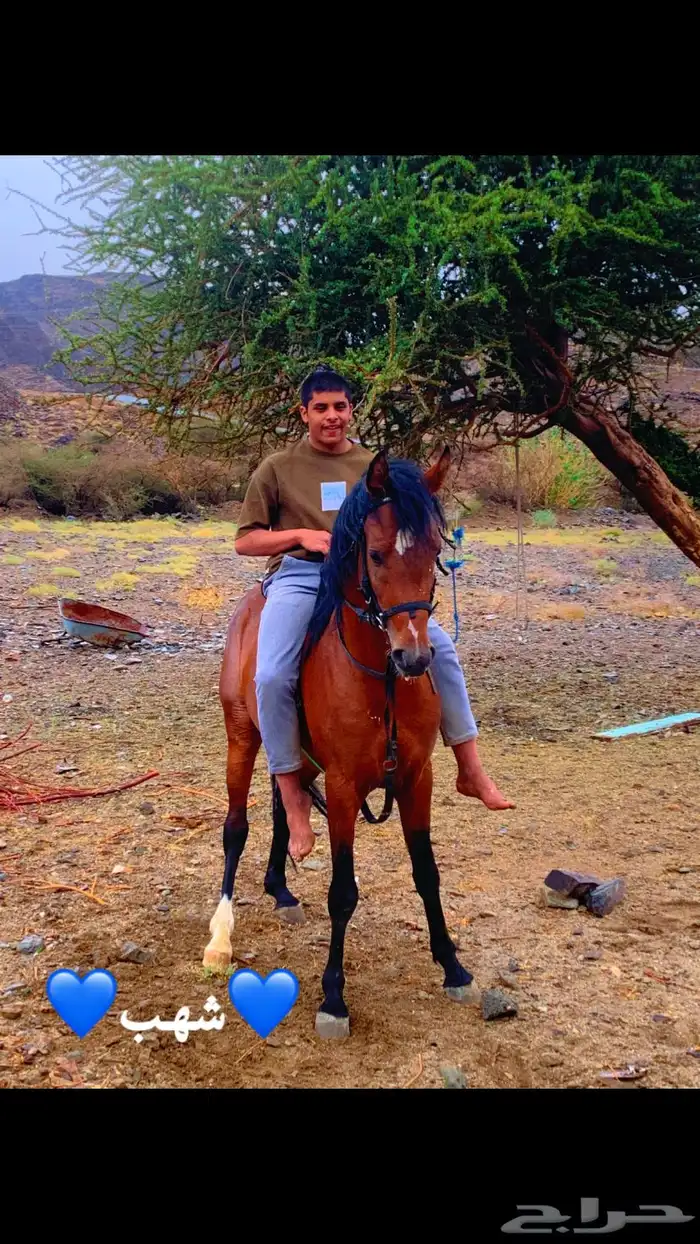 حصان كفوا العمر 3سنين طول 7بلكات معسوف وا حار جداا وا سبوق 1