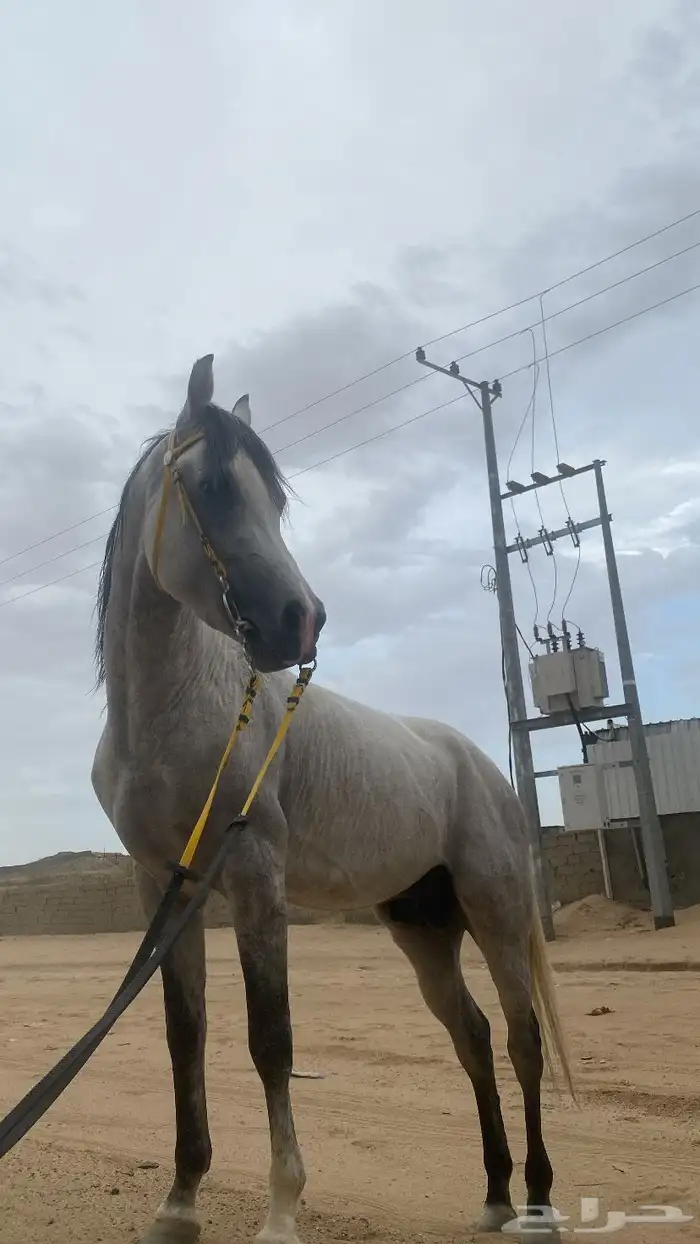 احصان شعبي شيخ 4