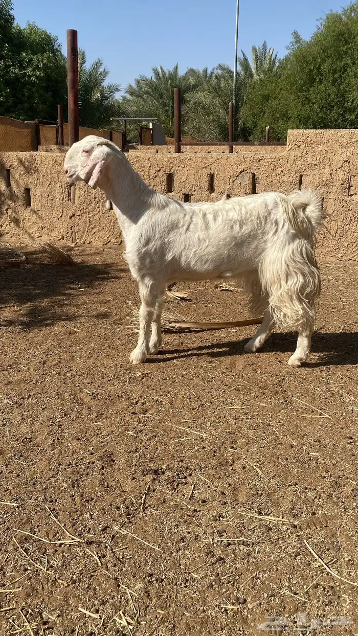 عنز رباع برصاء جرم فاخر 1