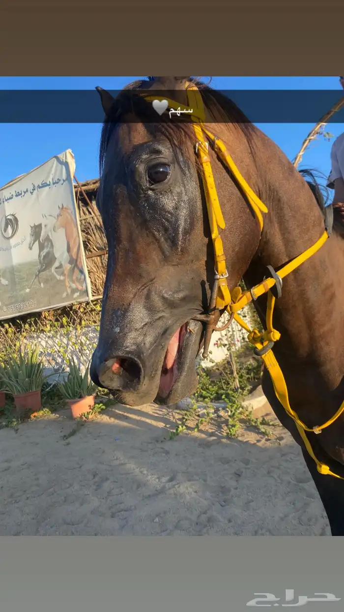 لبيع حصان شعبي حصان سبوق 1