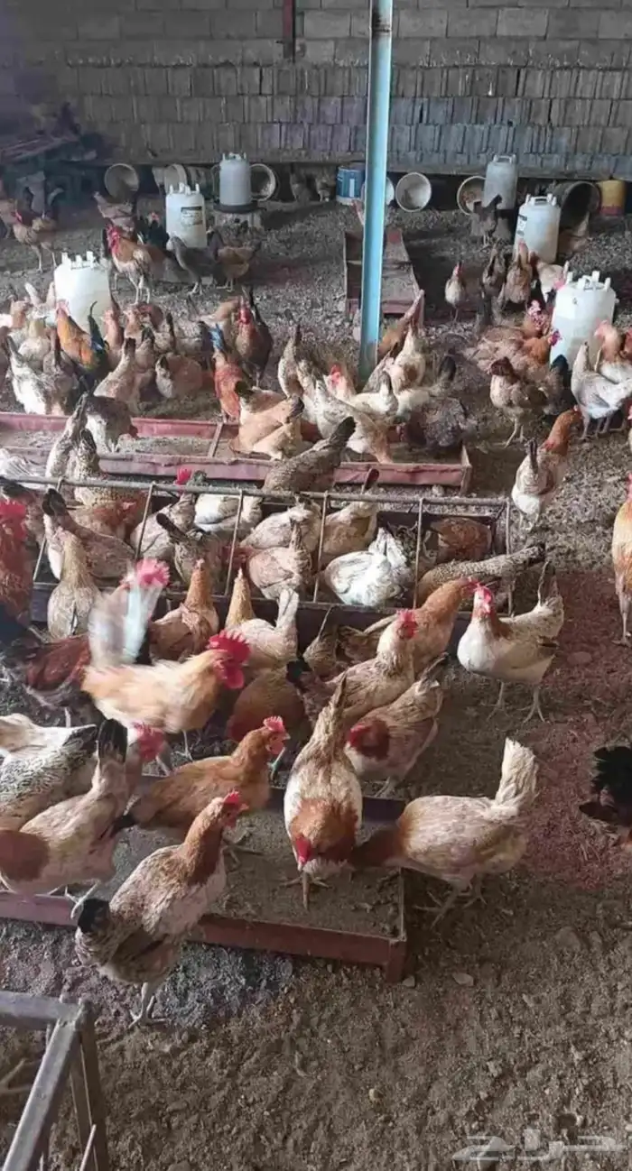 صوص دجاج بلدي (تم البيع ) 5