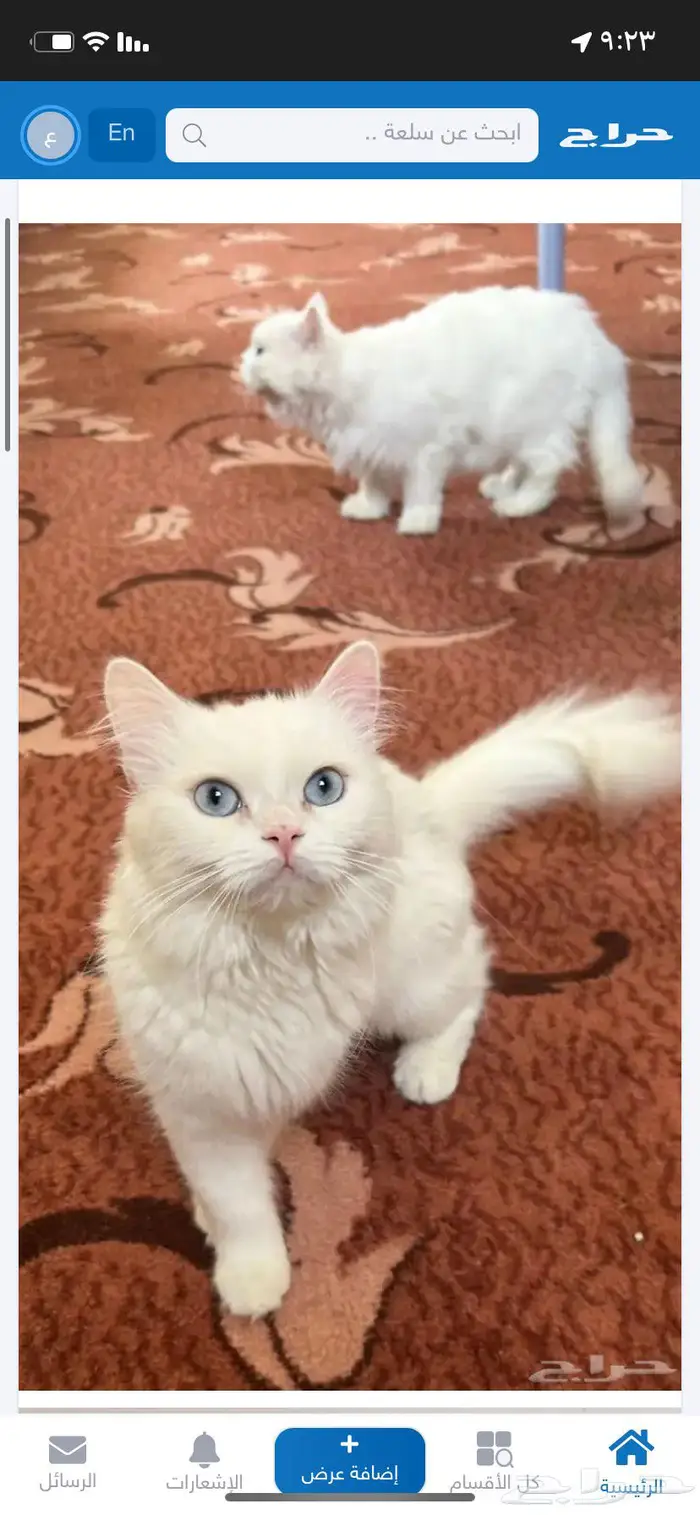 قطط لتبني لمن يخاف الله فيهم 0