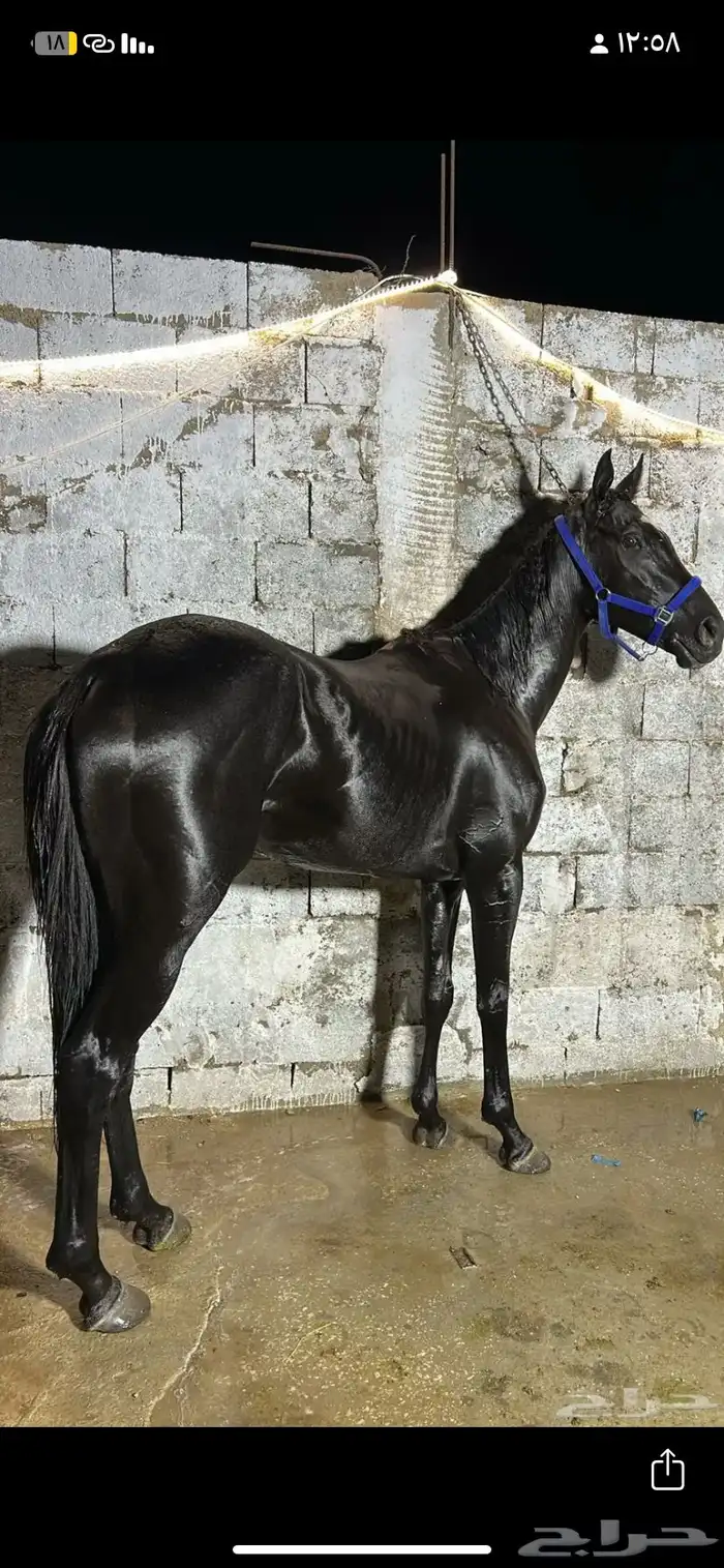 حصانين تدريب انقليزيات 5