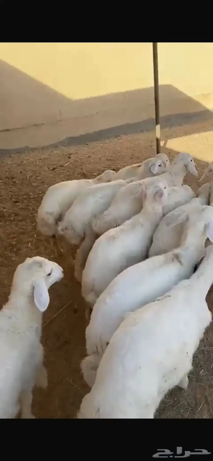 طليان 2 ورخال 6 4