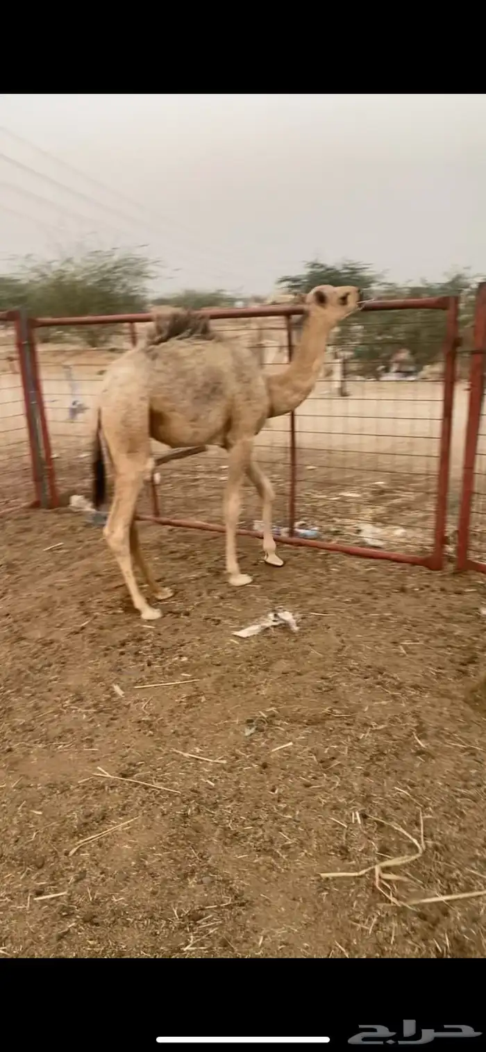 قعود لباني 0