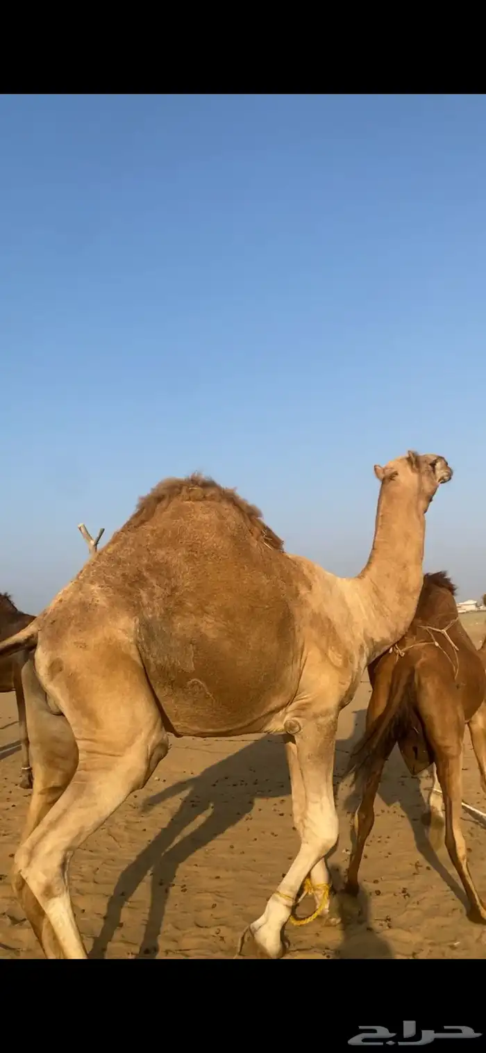 بعير ثني كفو وهادي جدا 2