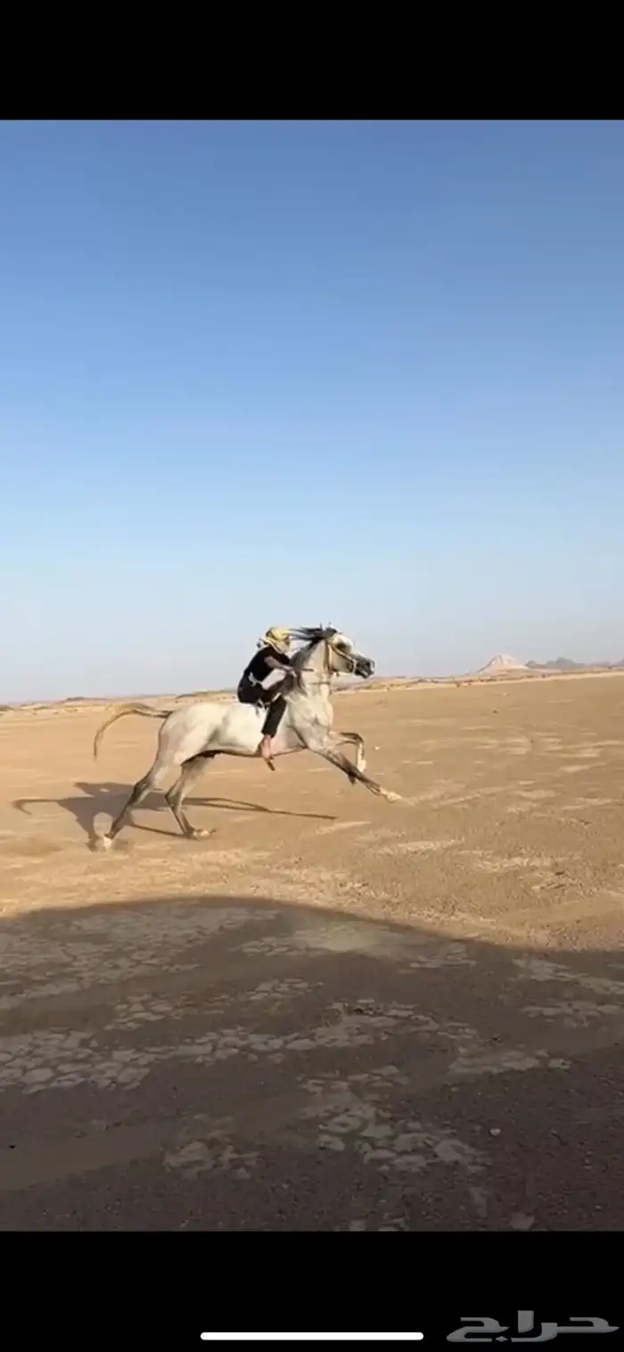 احصان شعبي شيخ 3