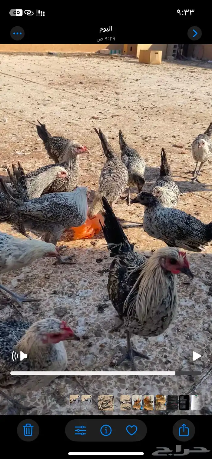 فرريج دجاج 0