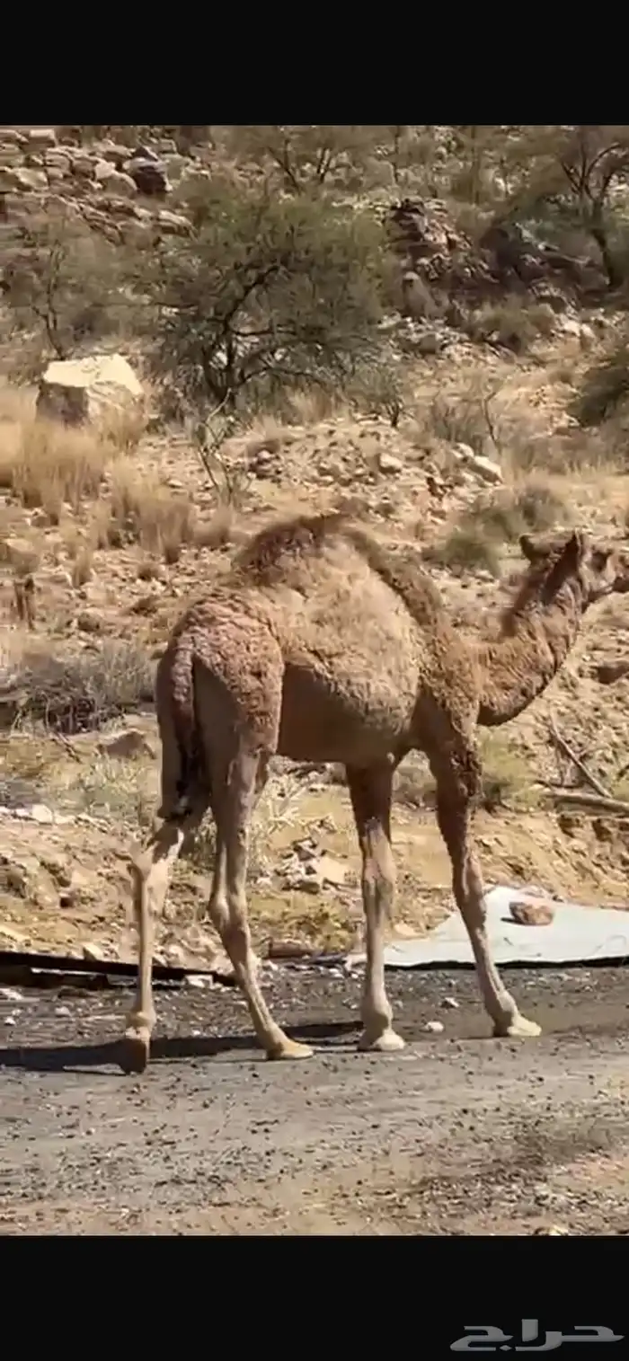 قعود فل شحم على البرسيم و الحليب 1