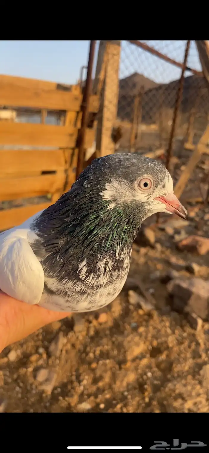 حمام باكستاني 2