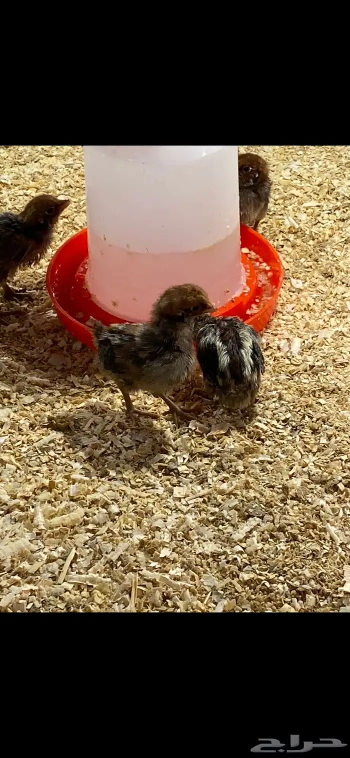 صوص دجاج فيومي 4