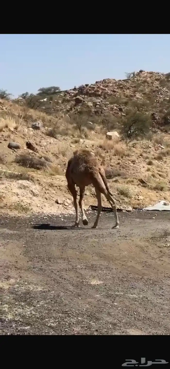 قعود فل شحم على البرسيم و الحليب 2