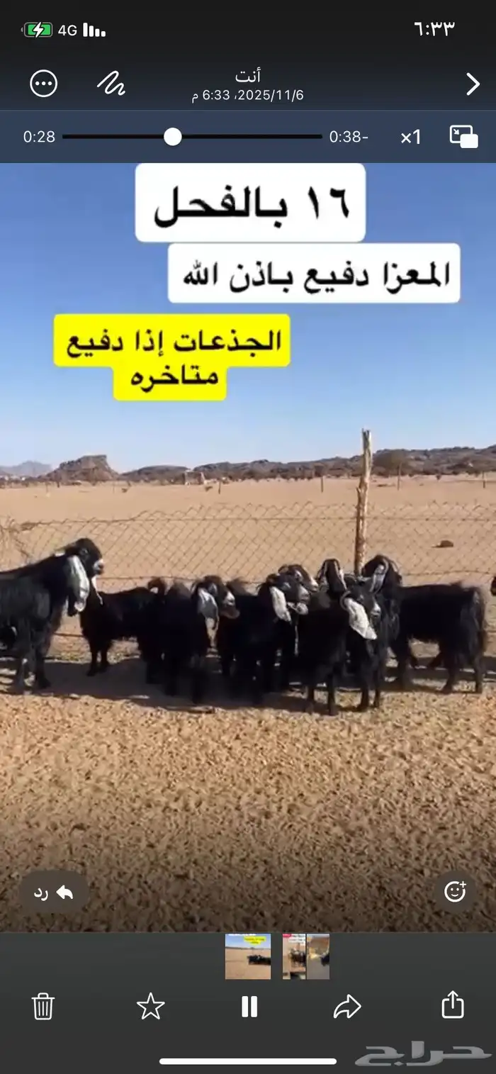 معزا مراح دفيع باذن الله 0