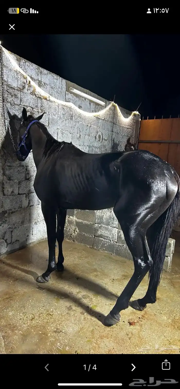 حصانين تدريب انقليزيات 6