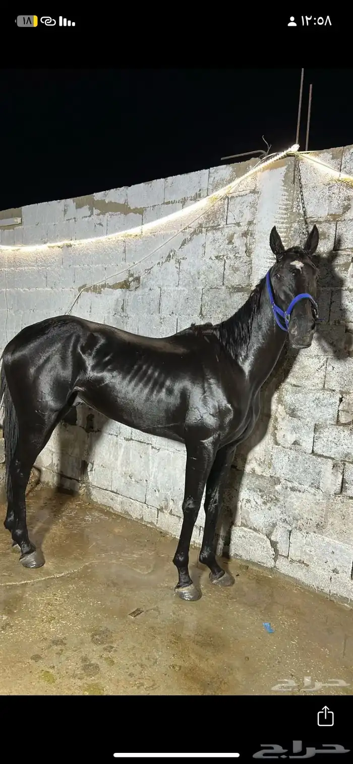 حصانين تدريب انقليزيات 8