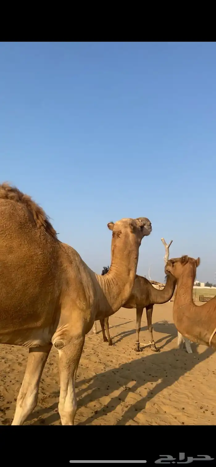 بعير ثني كفو وهادي جدا 0