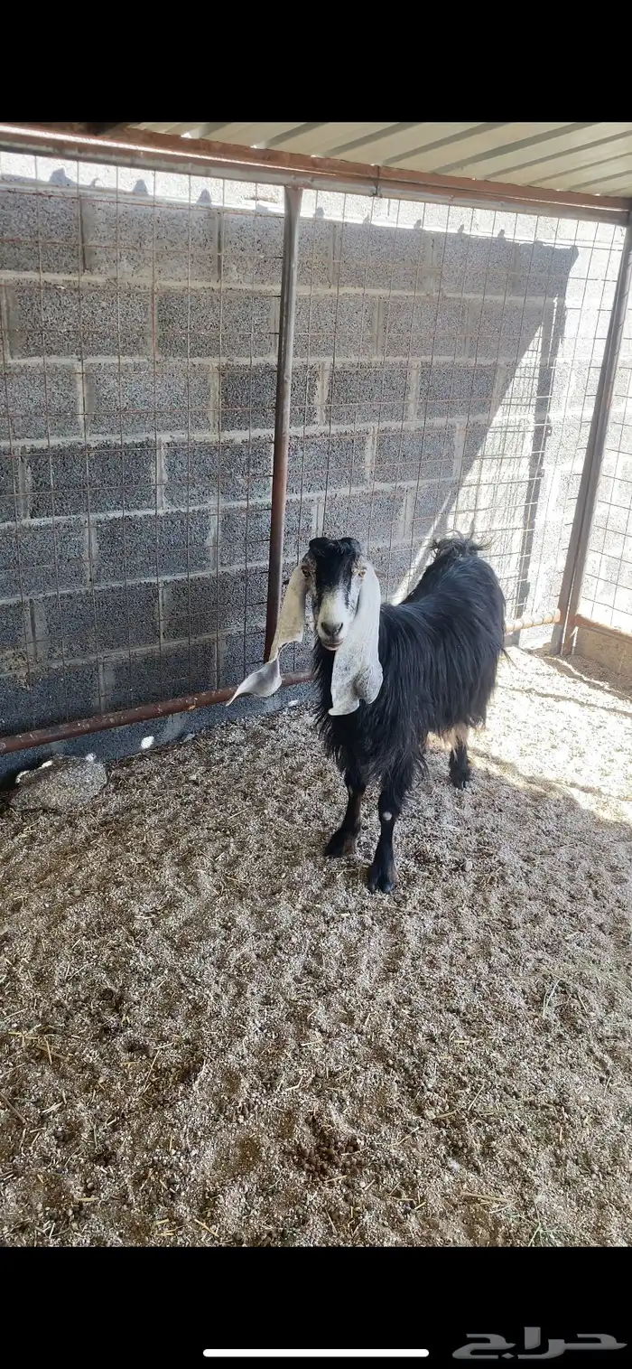 معزاء عوارض خلفات 0