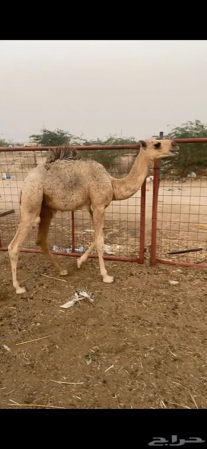 قعود لباني 1