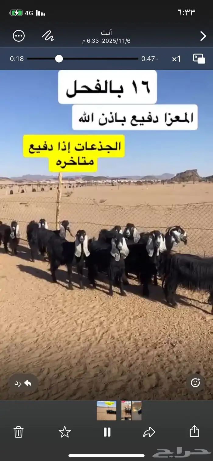 معزا مراح دفيع باذن الله 1