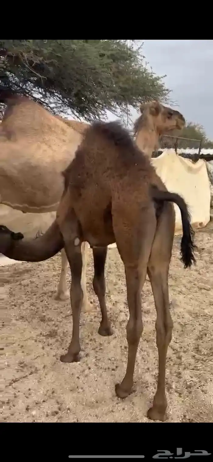 بكره على حليب امها 2