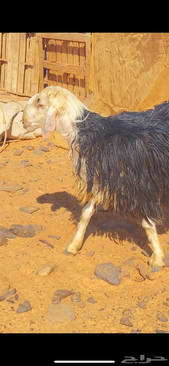 للبيع خروف نجدي 0