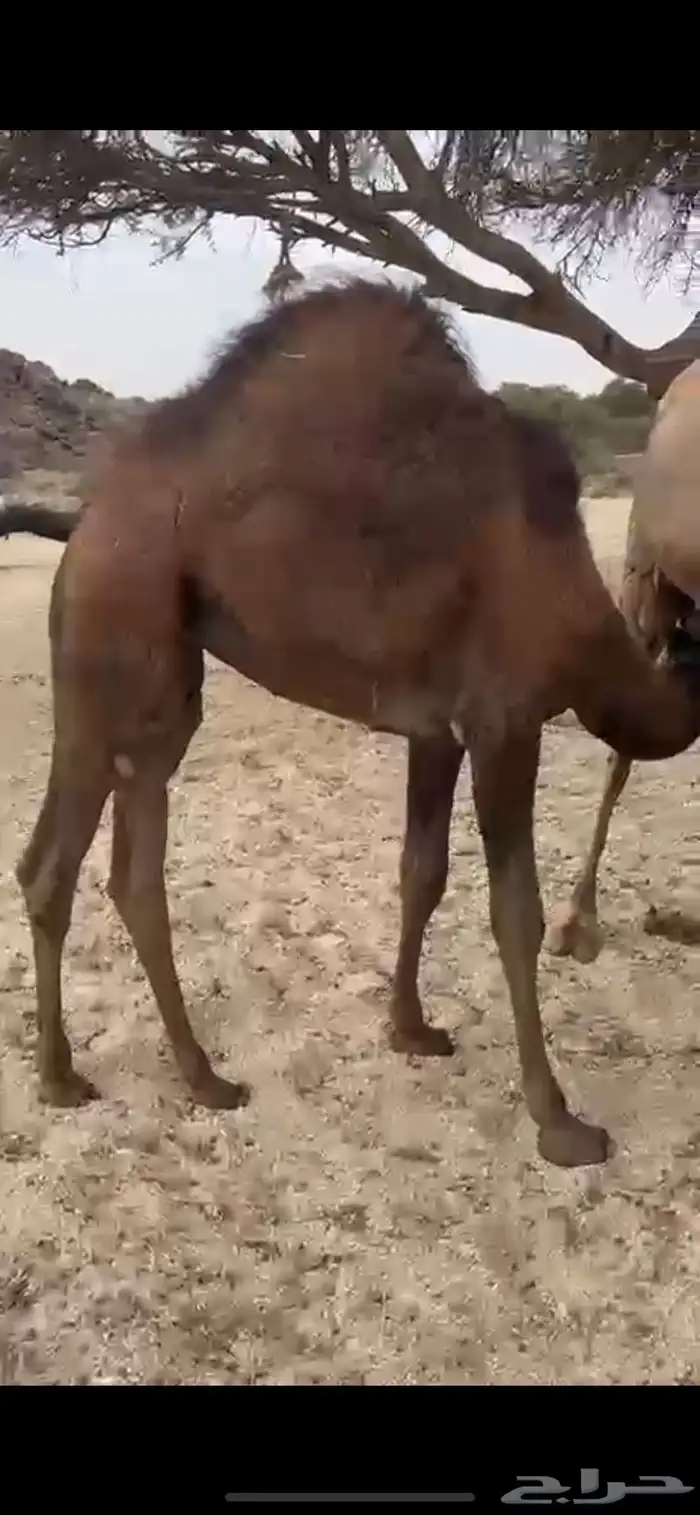 بكره على حليب امها 0