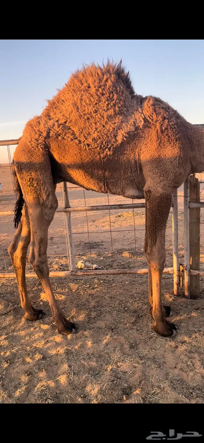 قعودين قصب بريات وا طيبه 0