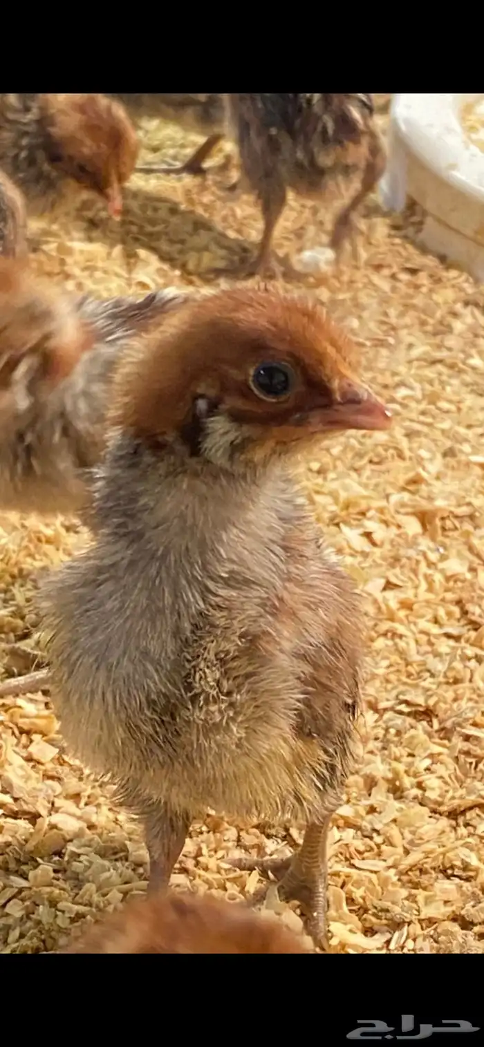 صوص دجاج فيومي 1