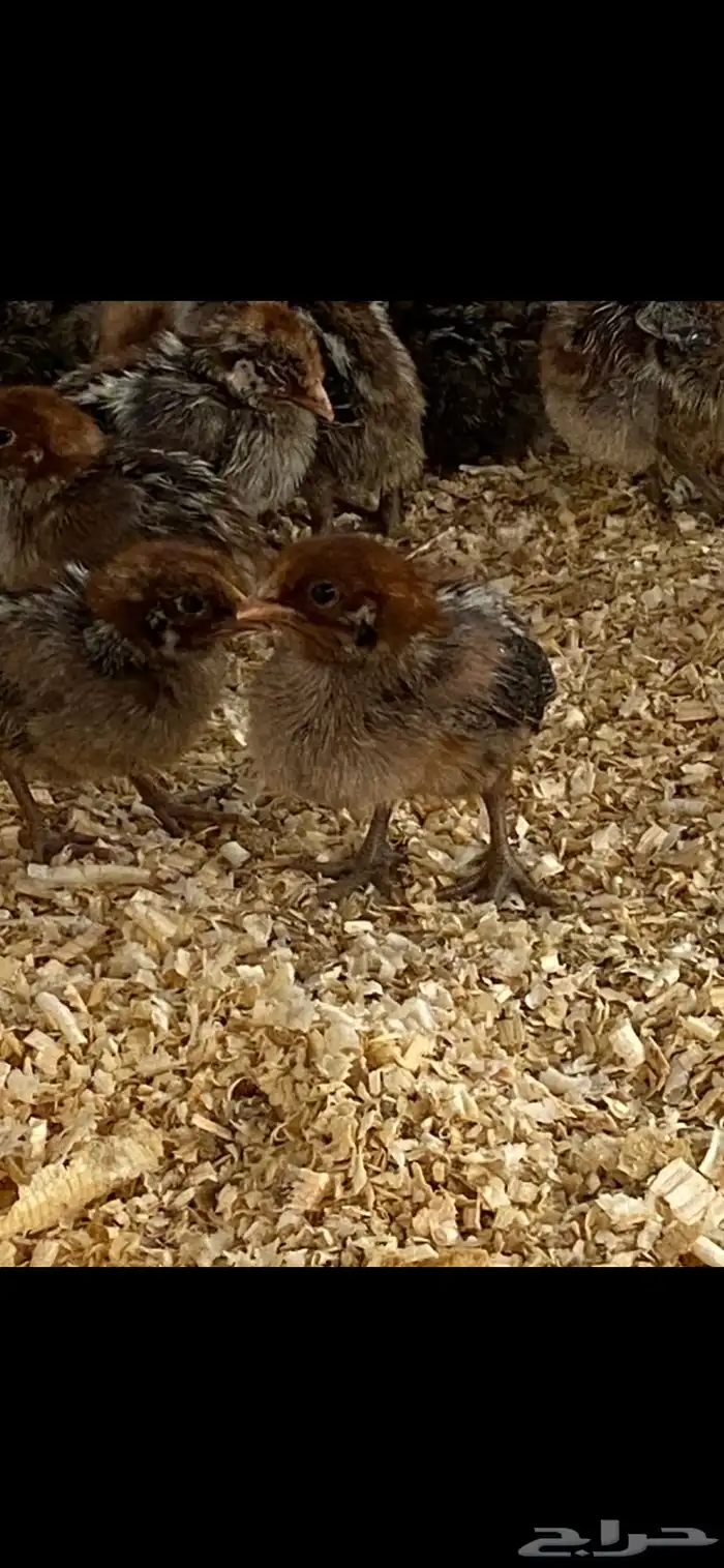 صوص دجاج فيومي 5