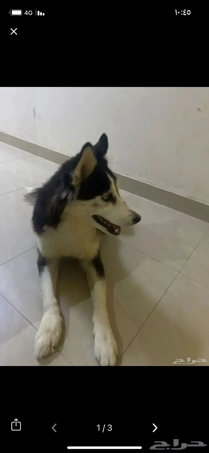 كلب هاسكي اليف ويسمع الكلام وذكي 2