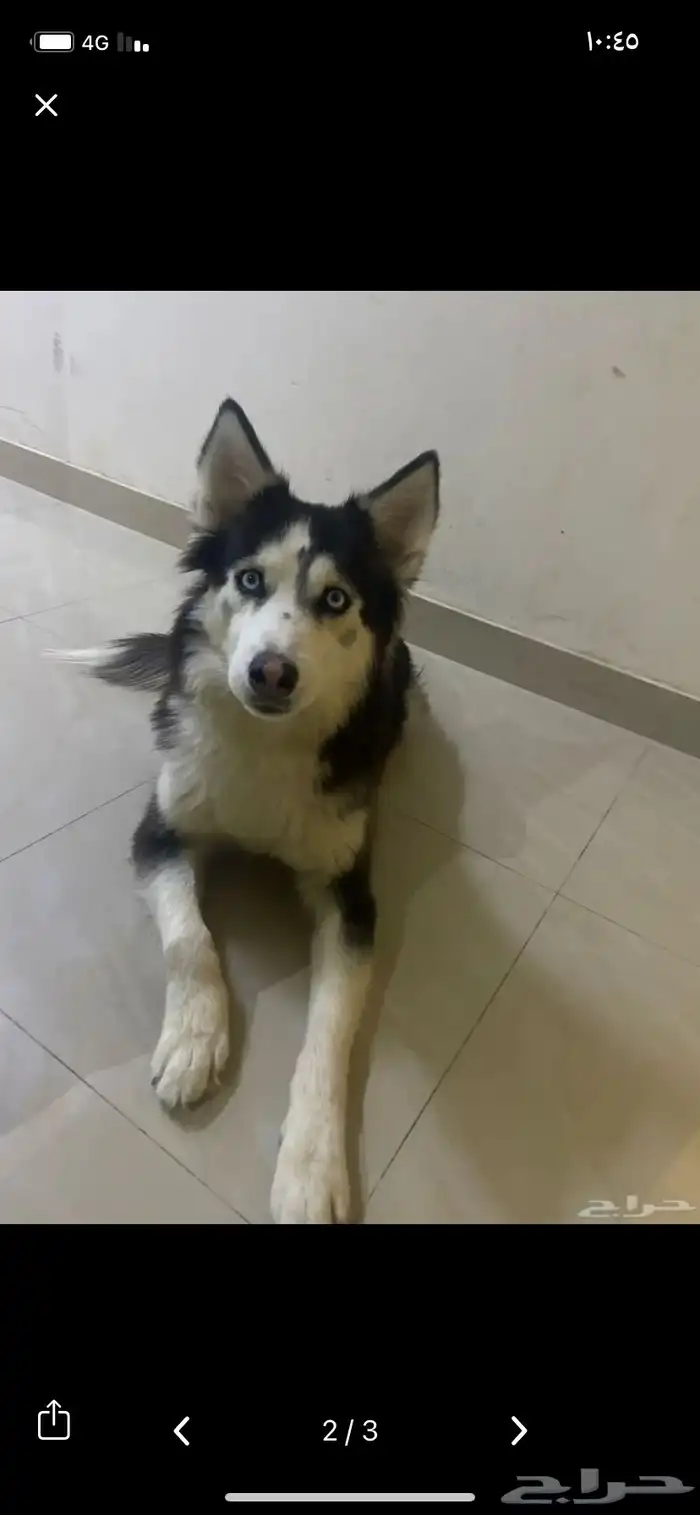 كلب هاسكي اليف ويسمع الكلام وذكي 0