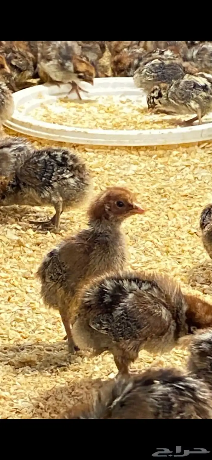 صوص دجاج فيومي 2