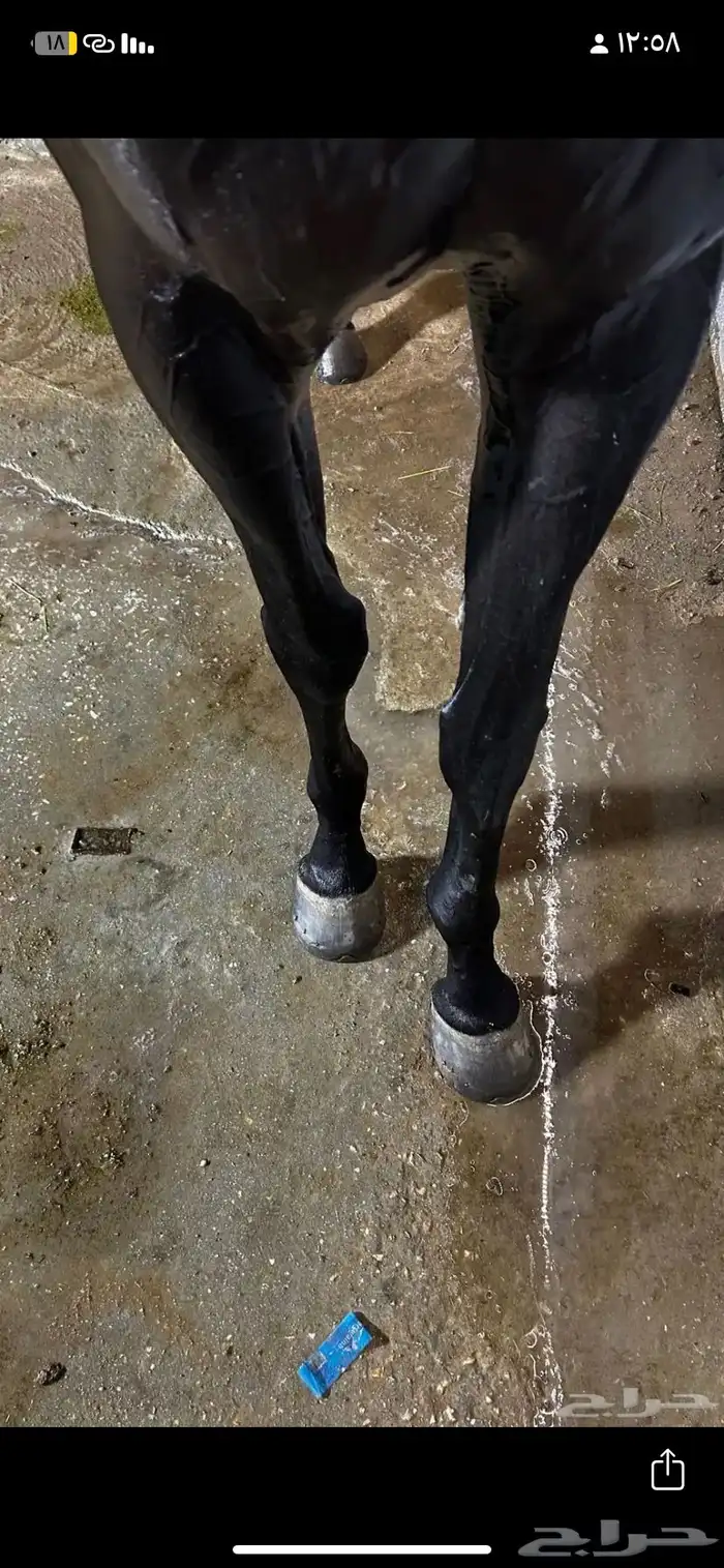 حصانين تدريب انقليزيات 7