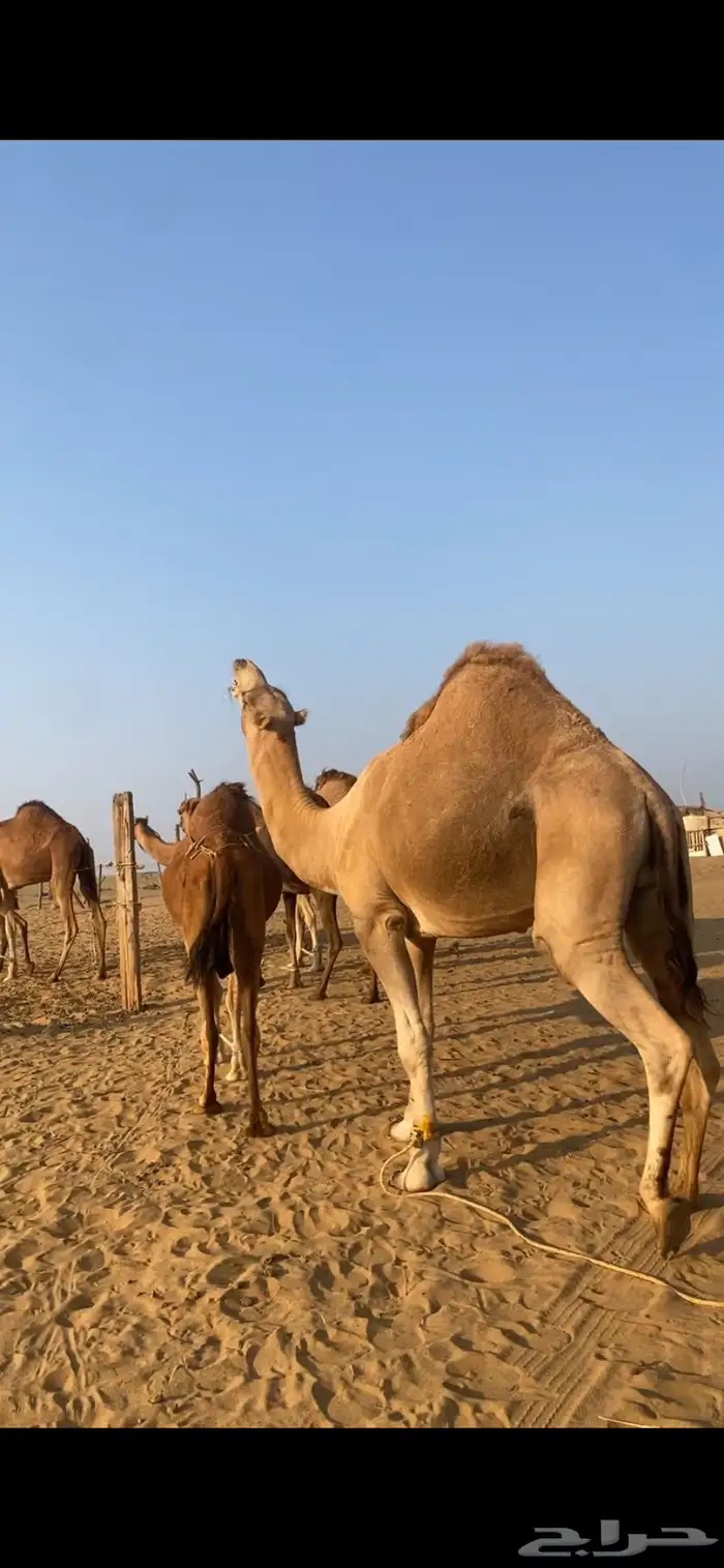 بعير ثني كفو وهادي جدا 1