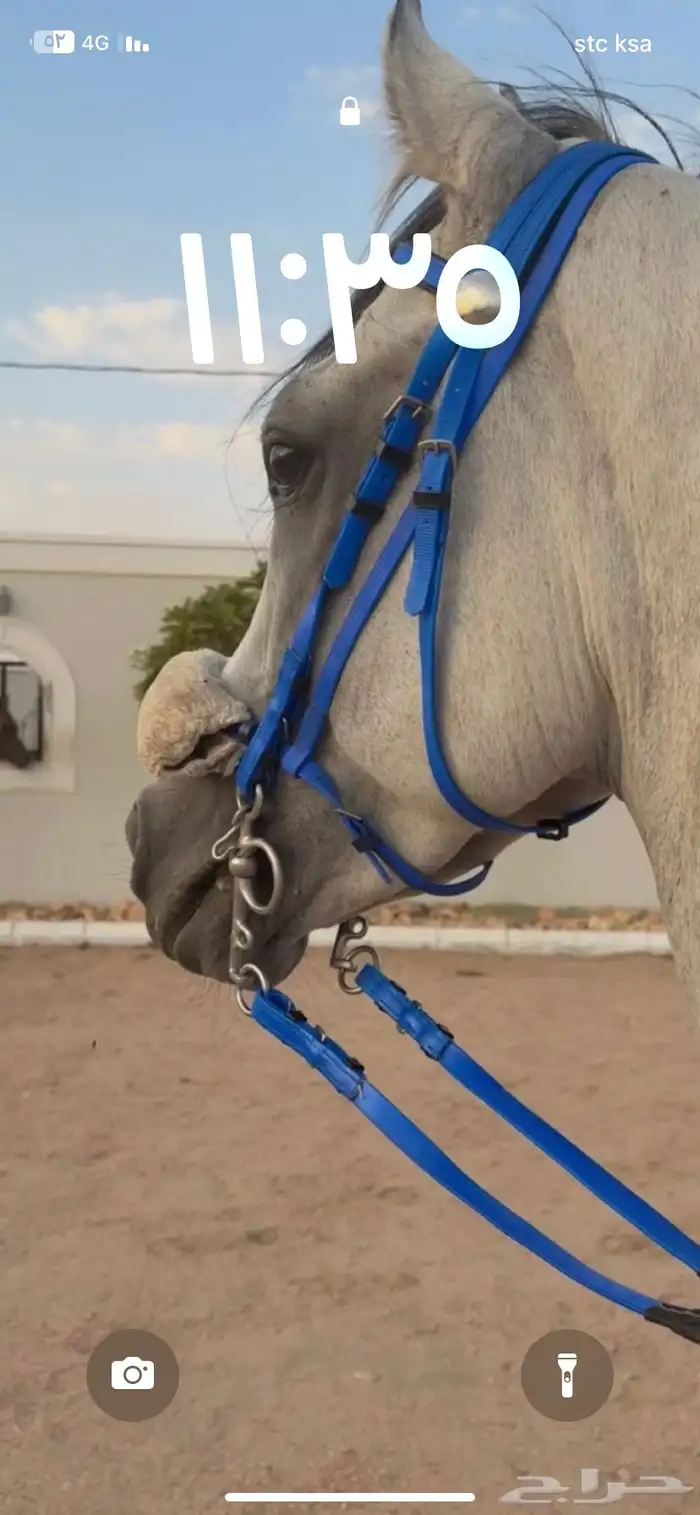 احصان شعبي شيخ 6