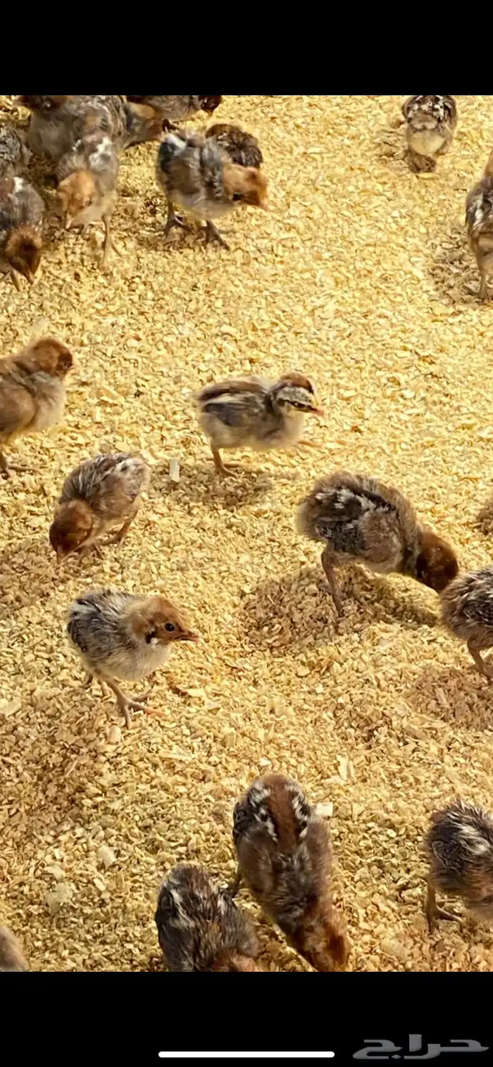 صوص دجاج فيومي 3