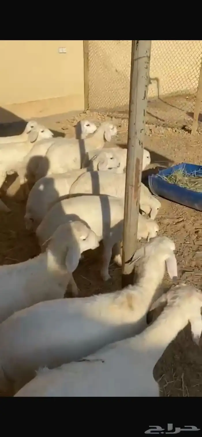 طليان 2 ورخال 6 1