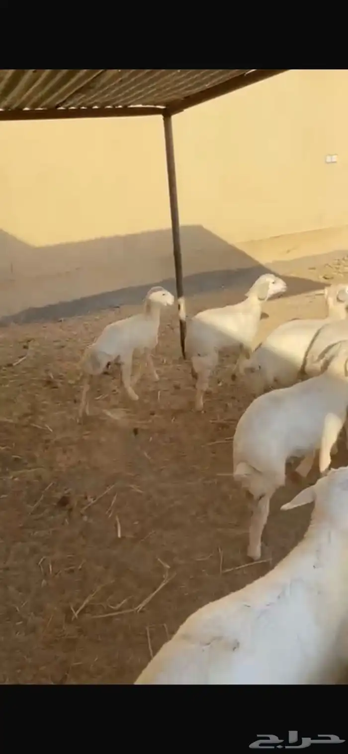 طليان 2 ورخال 6 0