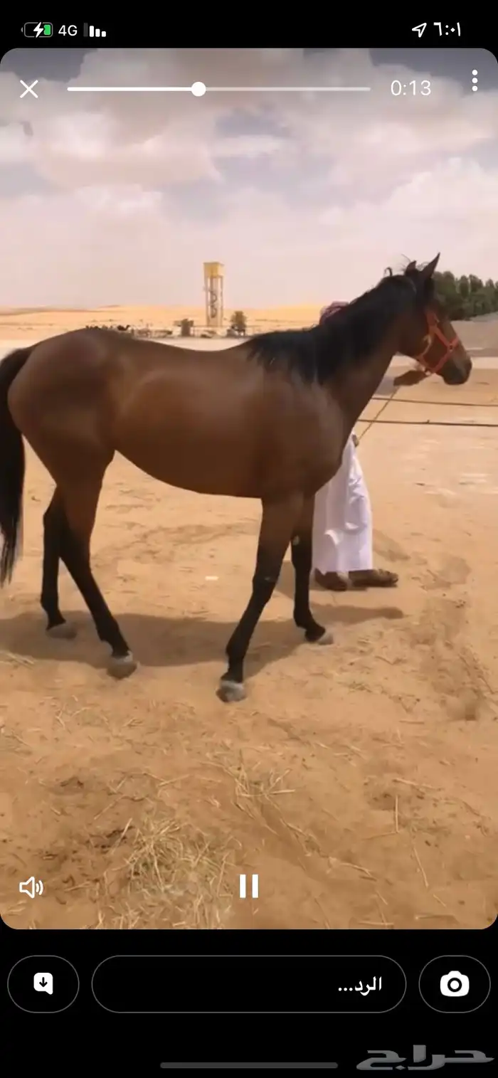 فرس انقليزيه كفو 0