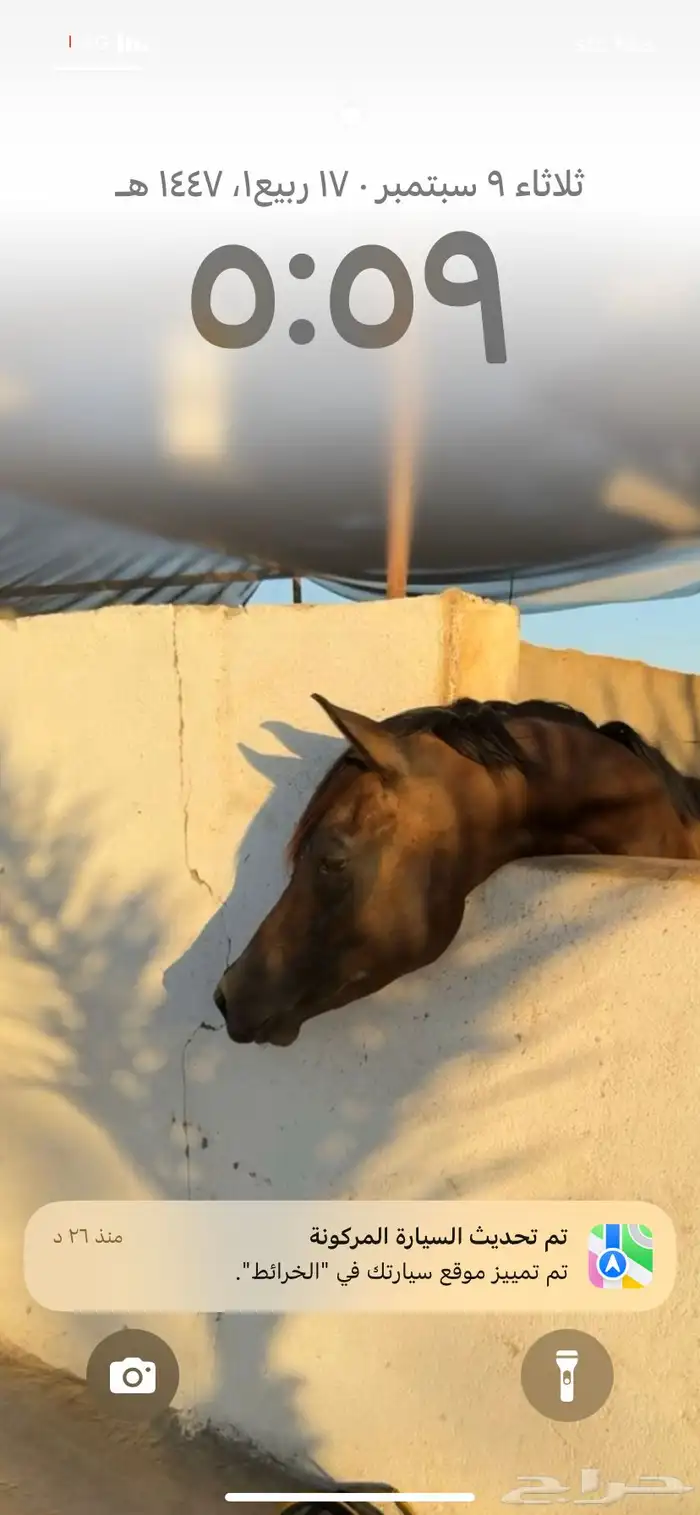 لبيع حصان شعبي حصان سبوق 2