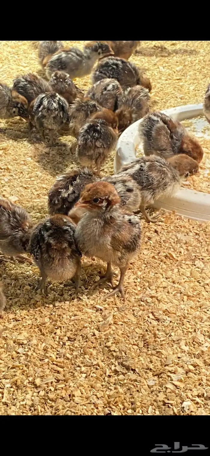 صوص دجاج فيومي 0