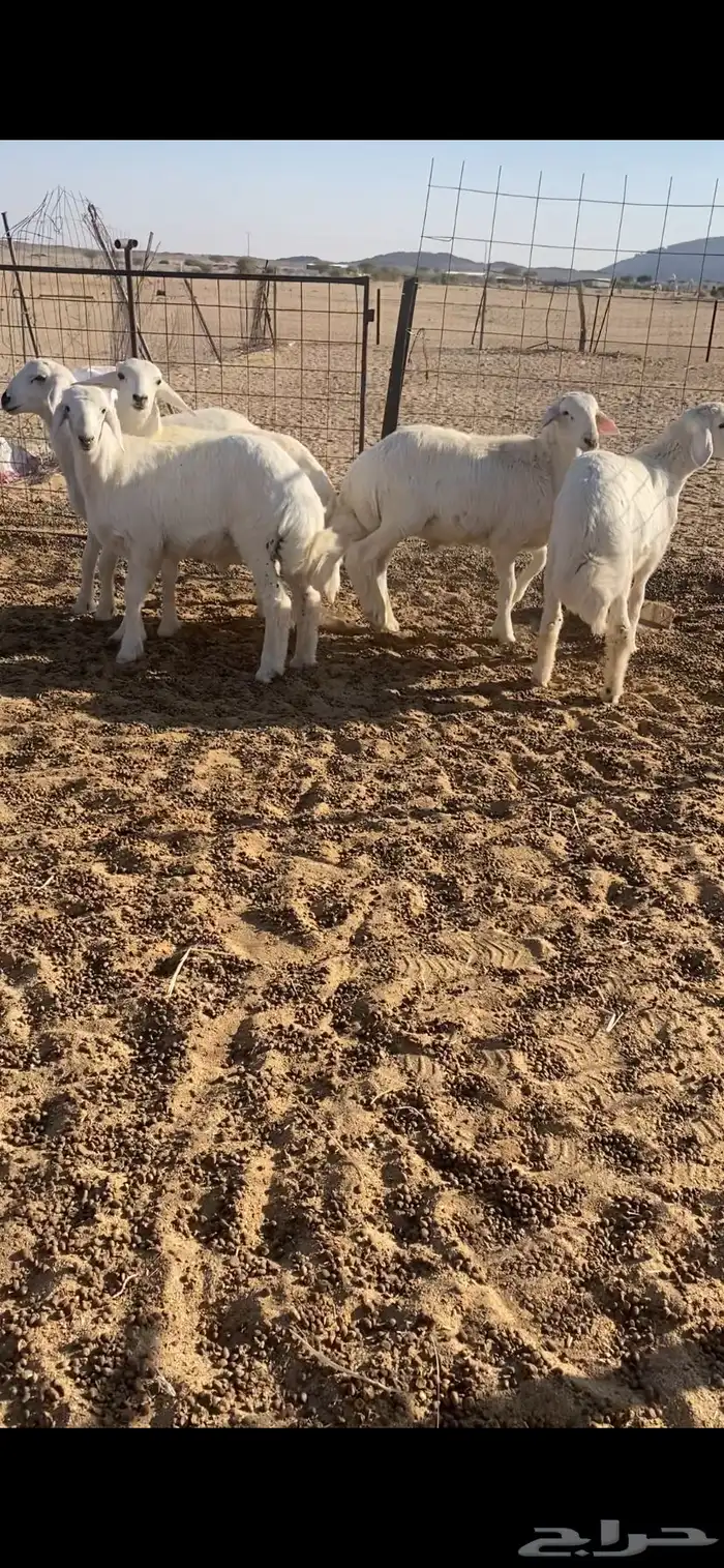 للبيع طليان فل شحم 0