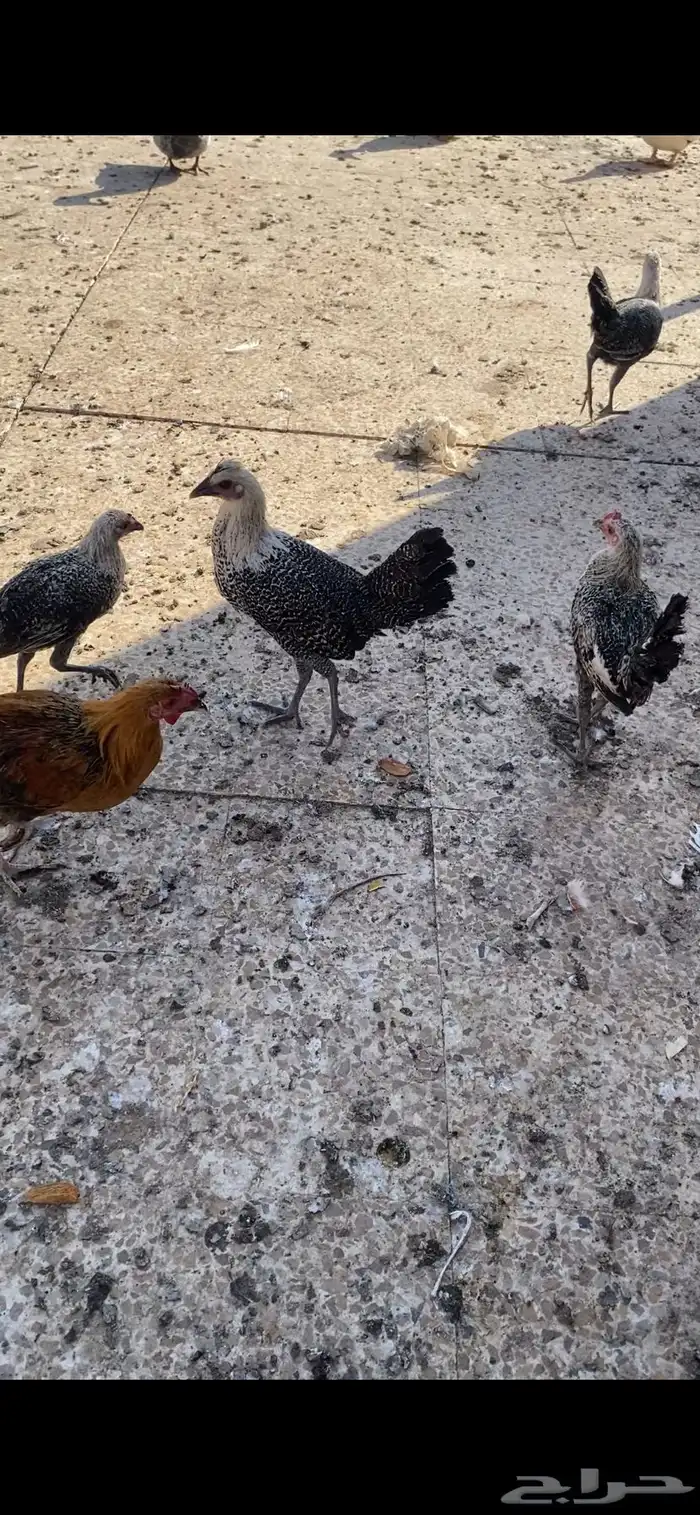 فرريج دجاج 1