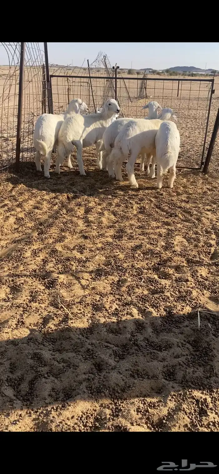 للبيع طليان فل شحم 4