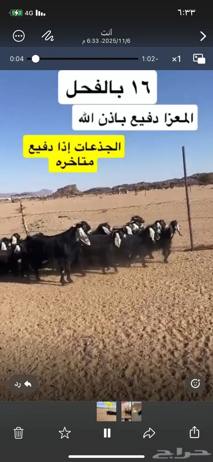 معزا مراح دفيع باذن الله 2