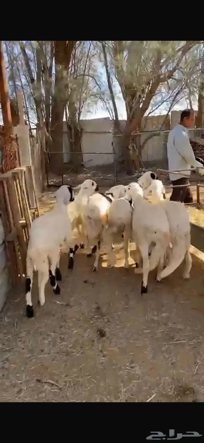 7 سواكن طيبة للبيع خرفان 1