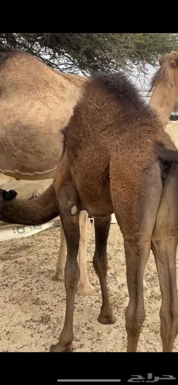 بكره على حليب امها 1